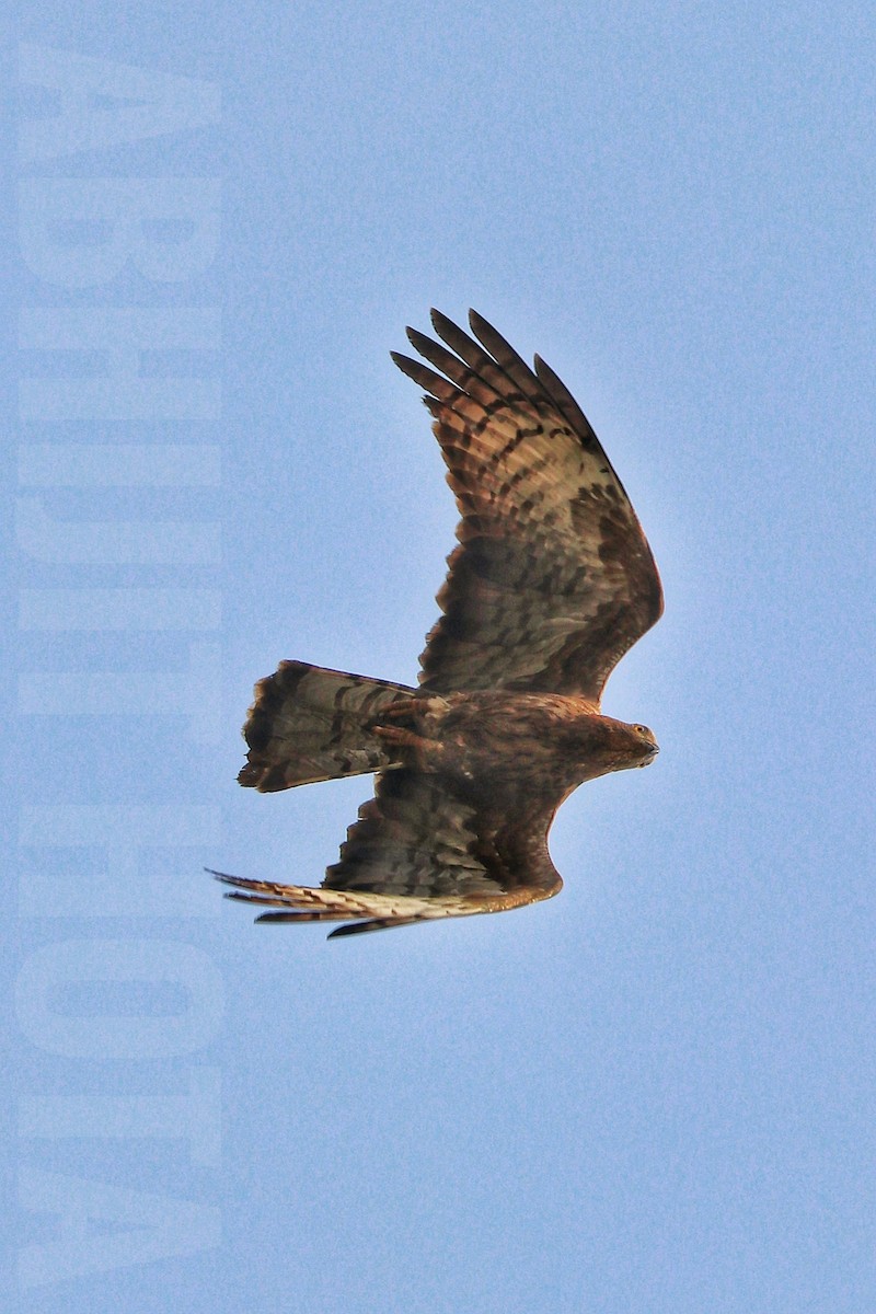 Oriental Honey-buzzard - ML623476169