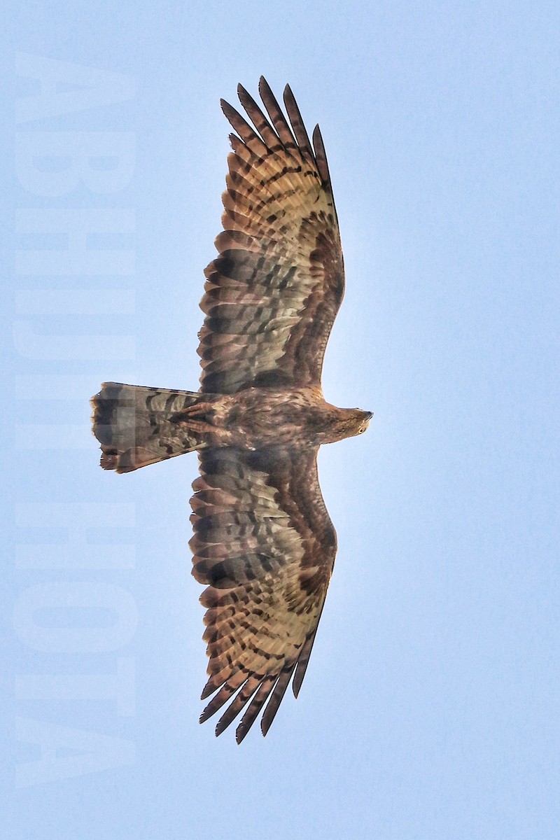 Oriental Honey-buzzard - ML623476171