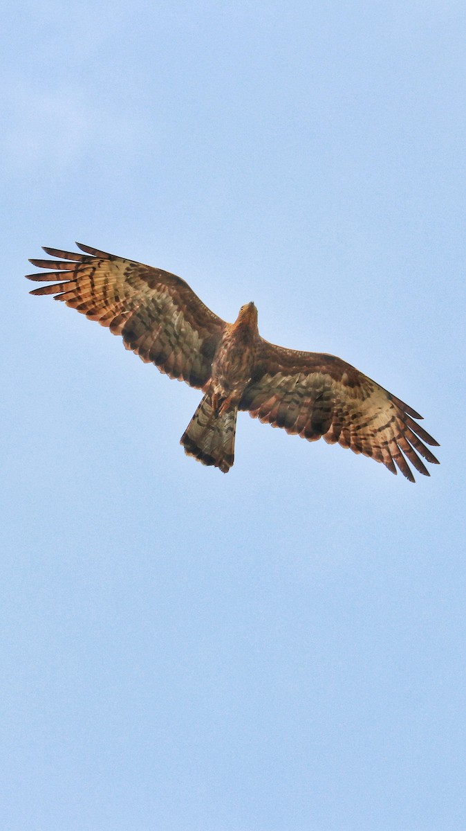 Oriental Honey-buzzard - ML623476172