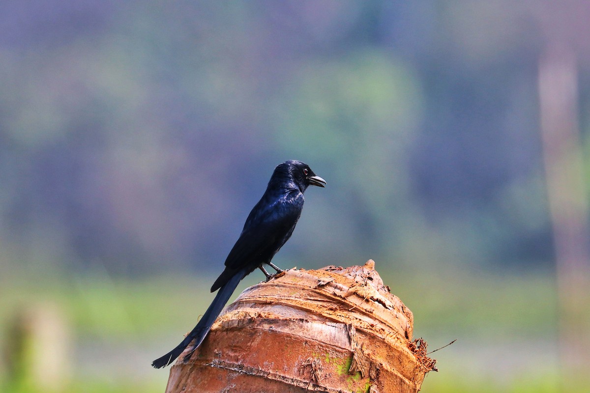 Black Drongo - ML623476195