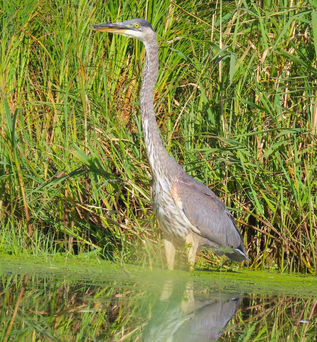 Great Blue Heron - ML623476219