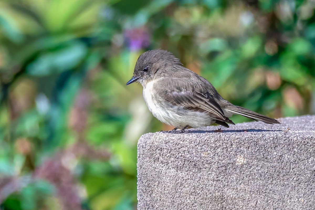 Eastern Phoebe - ML623476239