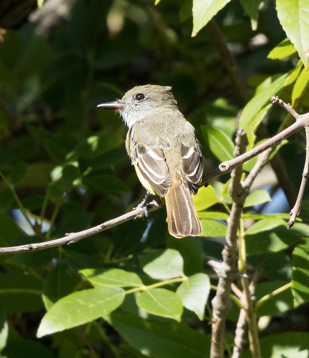 Great Crested Flycatcher - Kim  Garrison