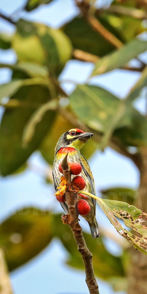 Coppersmith Barbet - ML623476284