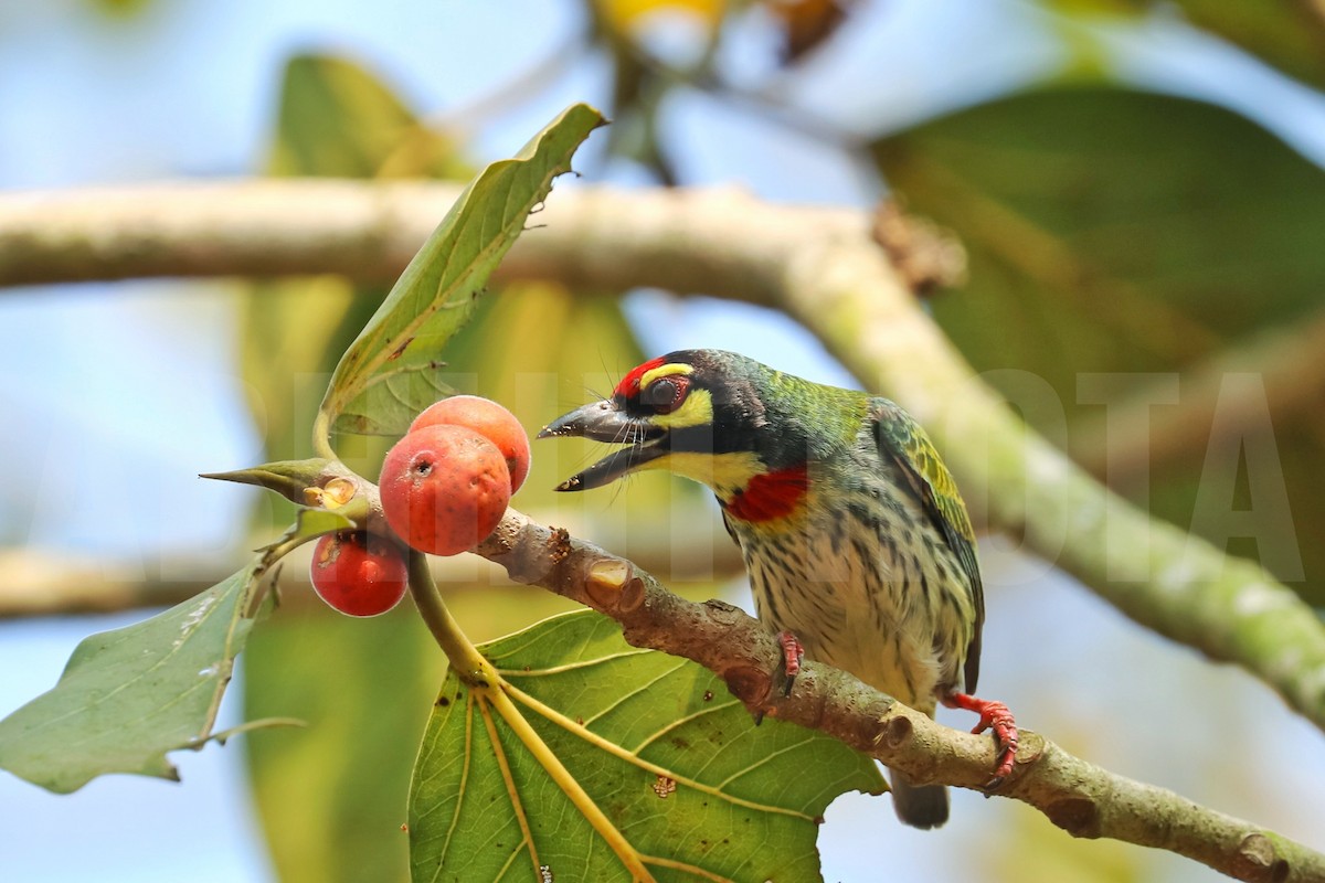 Coppersmith Barbet - ML623476285