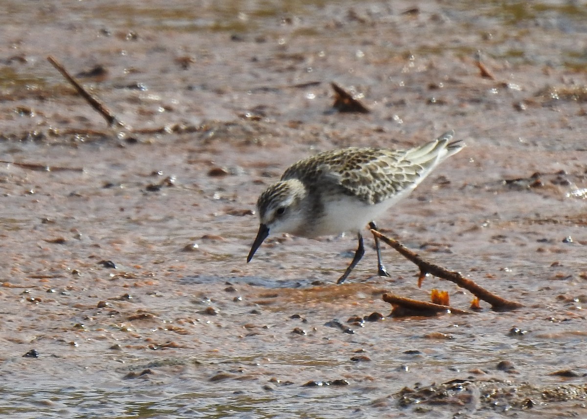 Semipalmated Sandpiper - ML623476353