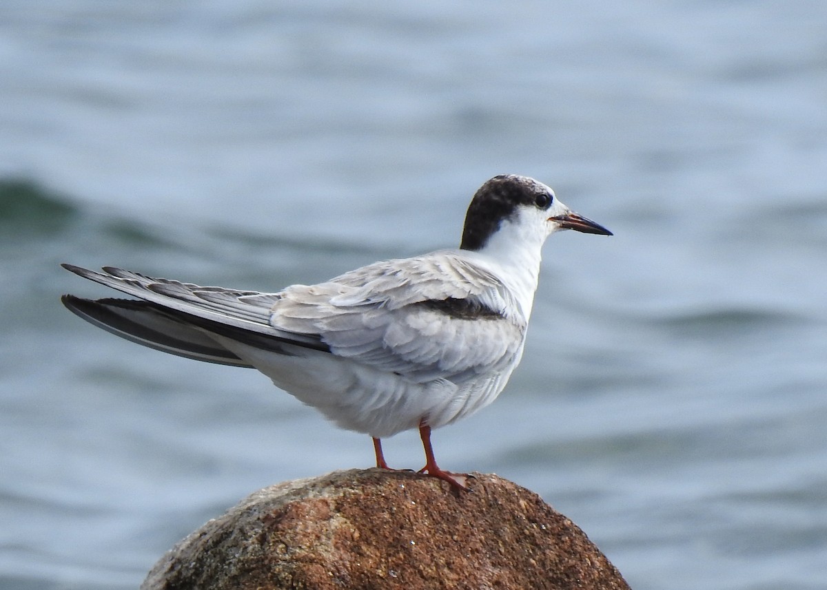 Common Tern - ML623476380