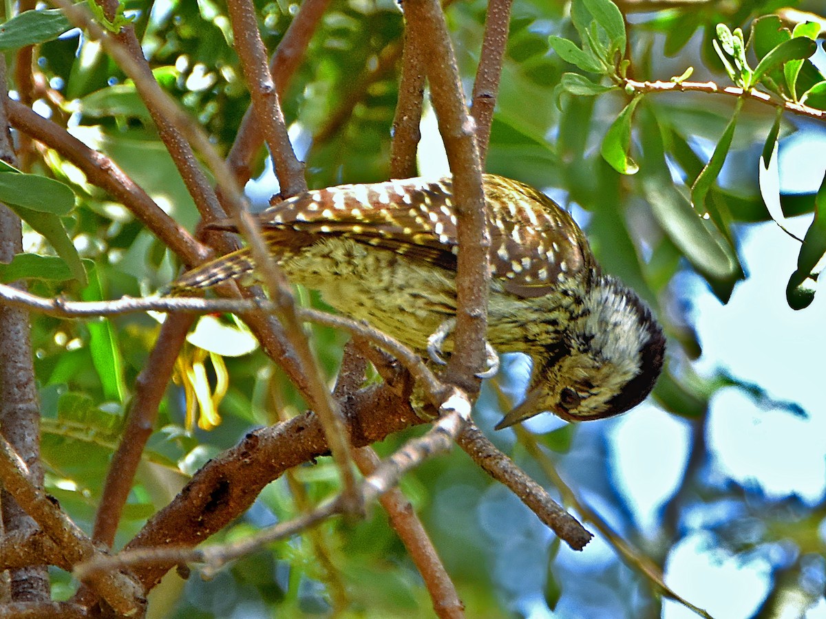 Cardinal Woodpecker - Arup Ghosh