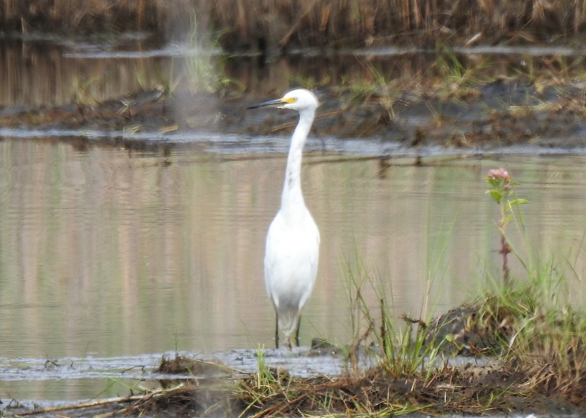 Snowy Egret - ML623476418