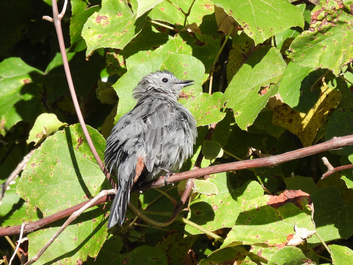 Gray Catbird - ML623476442