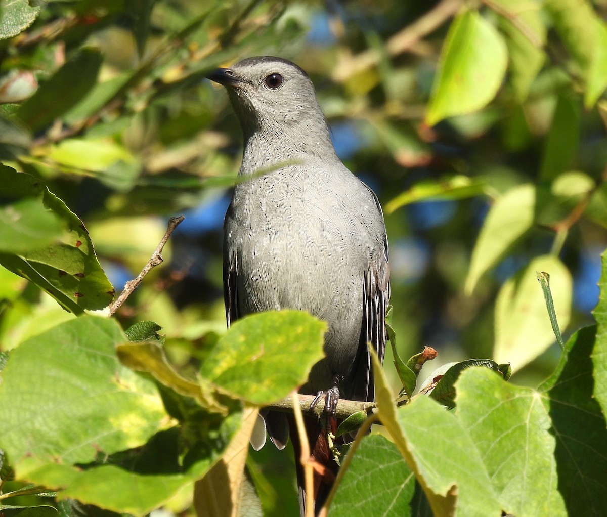 Gray Catbird - ML623476454