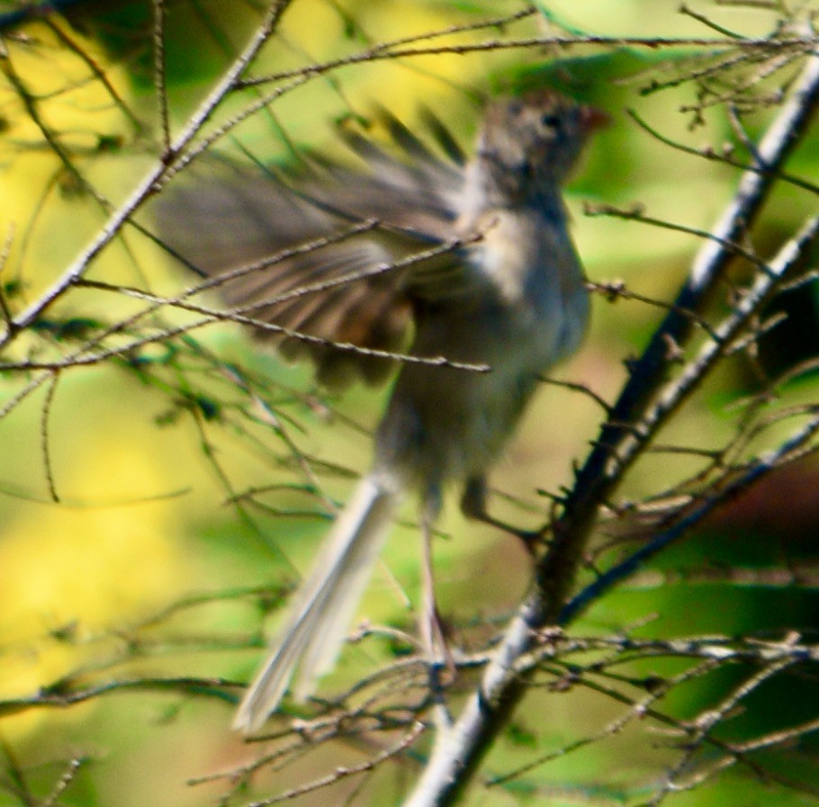 Field Sparrow - Brian Lupa