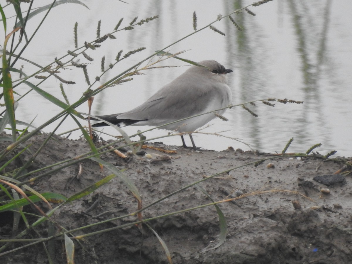 Small Pratincole - ML623476506