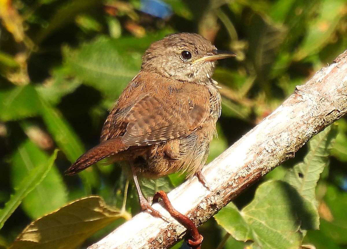 Northern House Wren - ML623476509