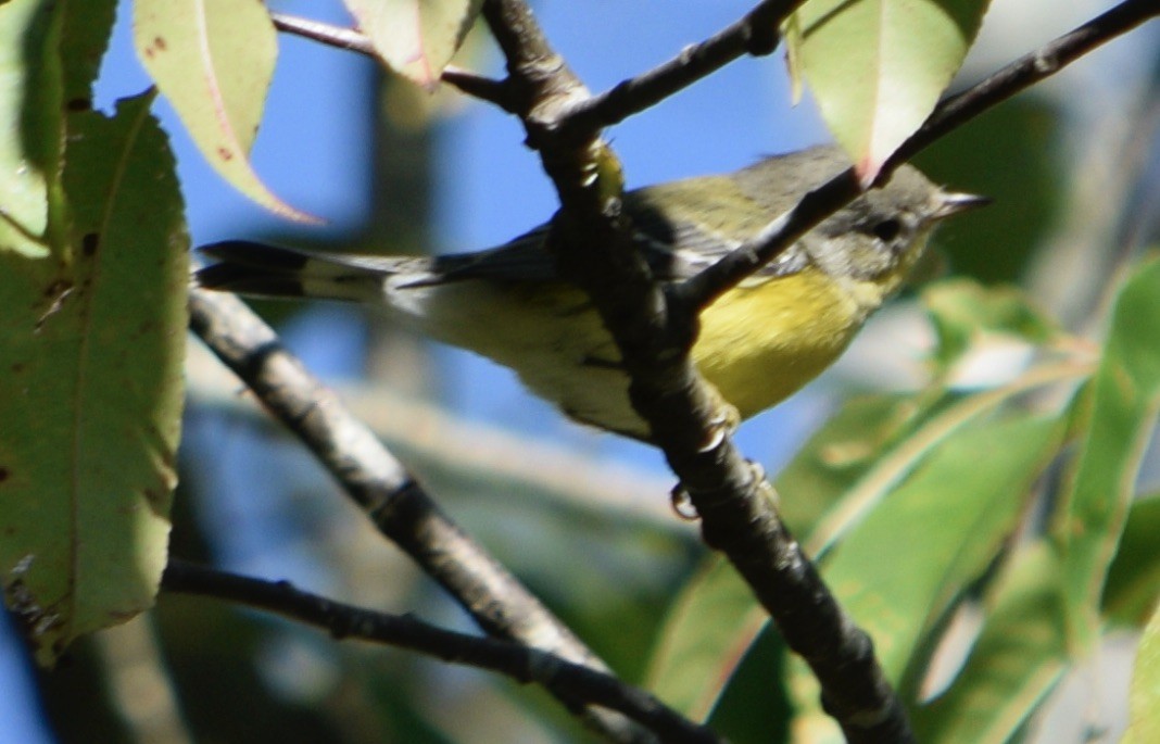 Magnolia Warbler - Brian Lupa