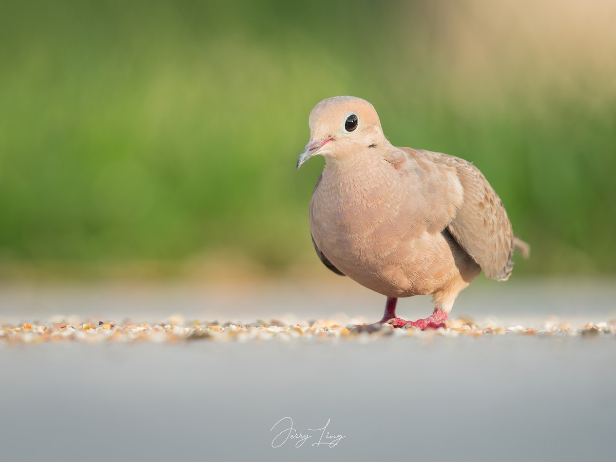 Mourning Dove - ML623476532