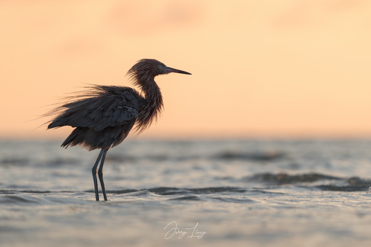 Reddish Egret - Jerry Ling