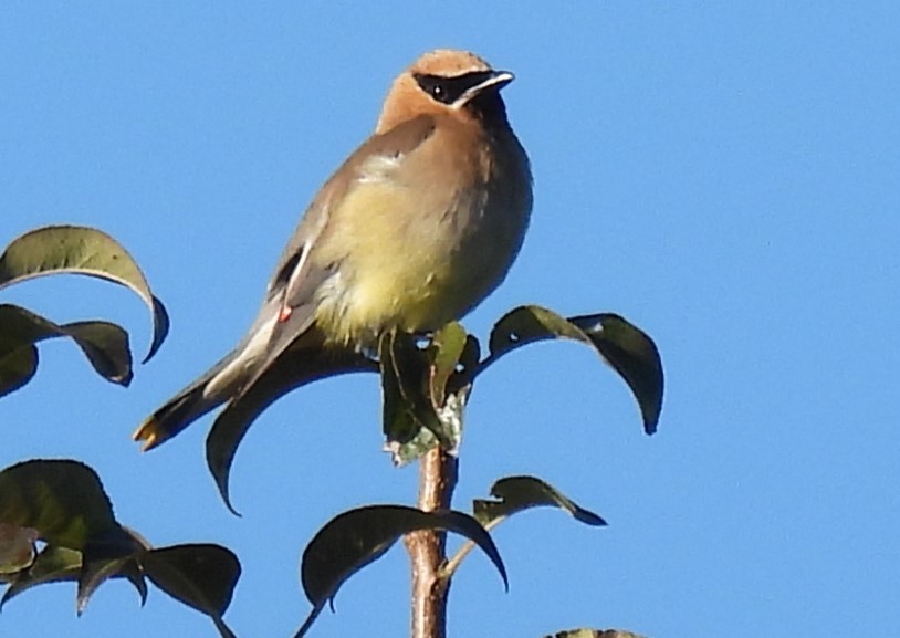 Cedar Waxwing - ML623476561