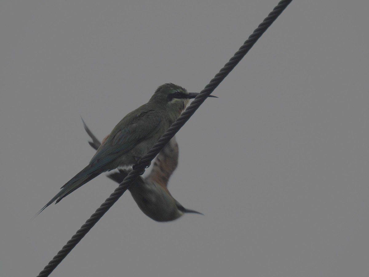 Blue-cheeked Bee-eater - ML623476587