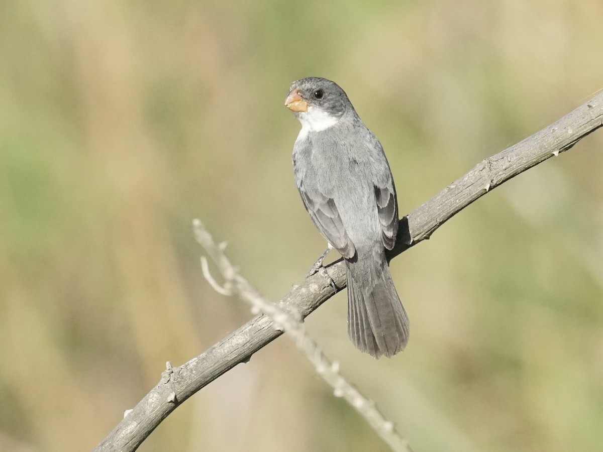 White-bellied Seedeater - ML623476596