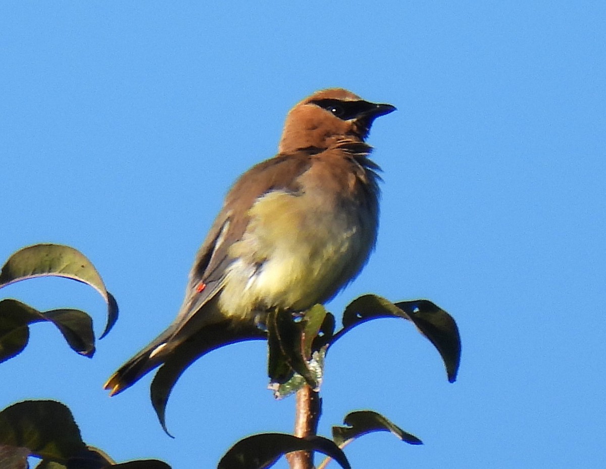 Cedar Waxwing - ML623476598