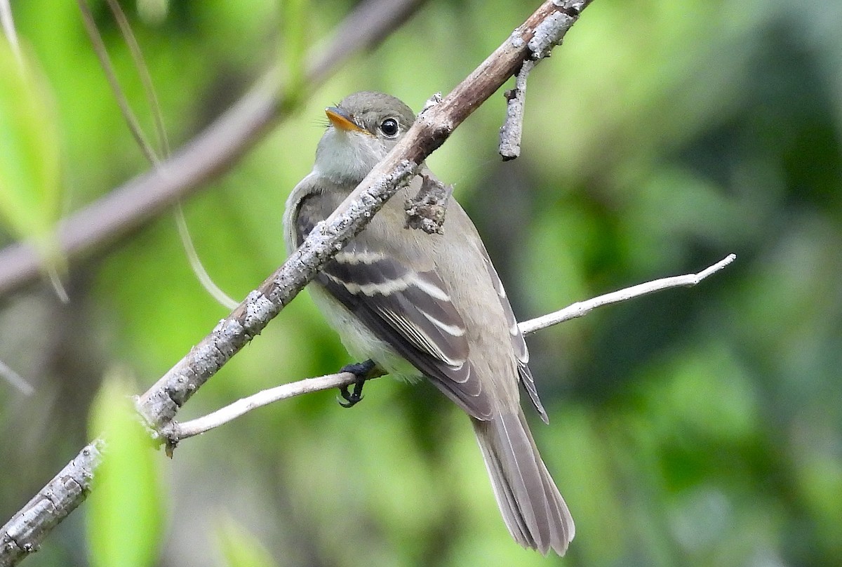 Alder Flycatcher - Vince Capp