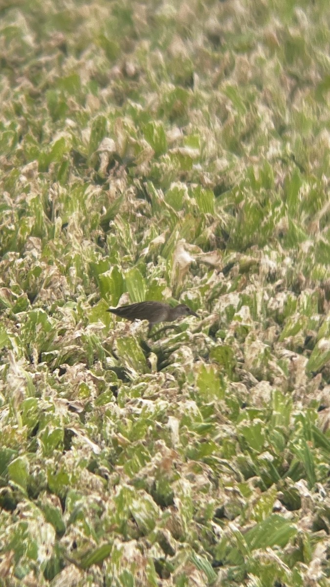 White-browed Crake - ML623476611