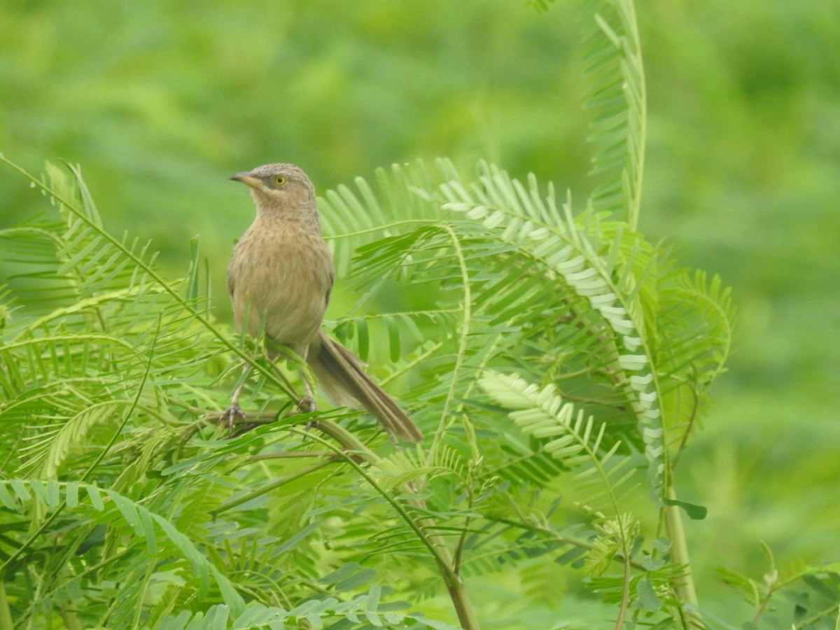Striated Babbler - ML623476617