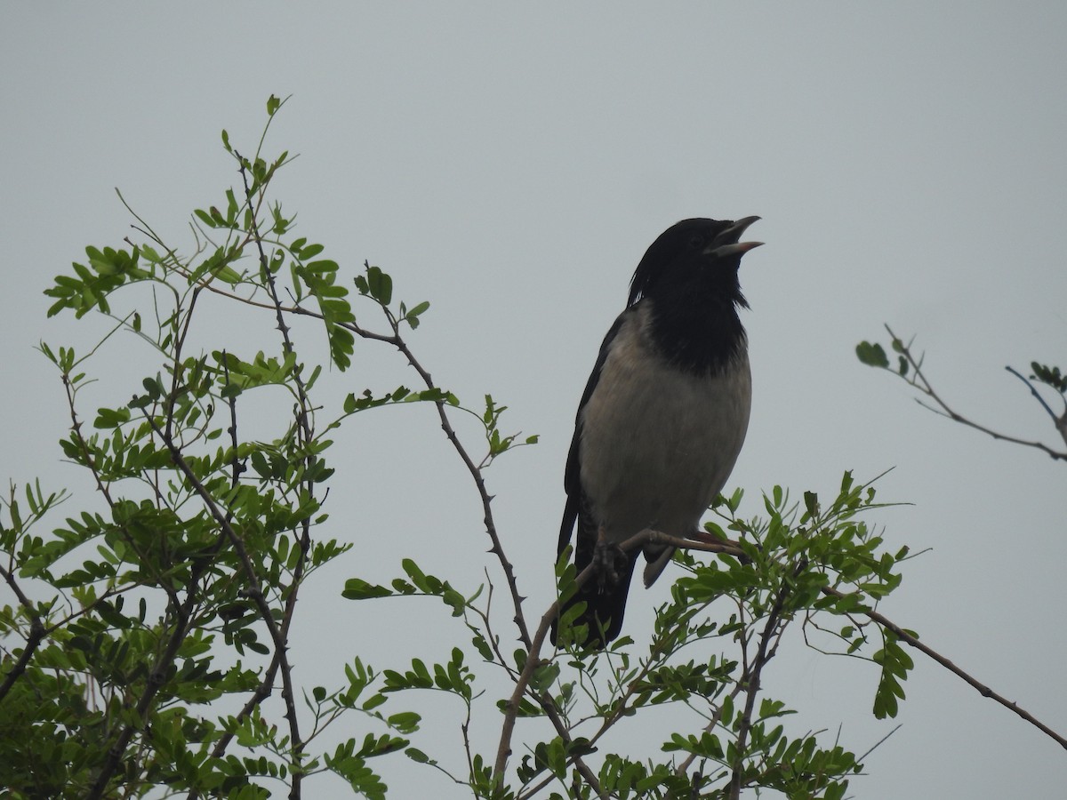 Rosy Starling - ML623476640