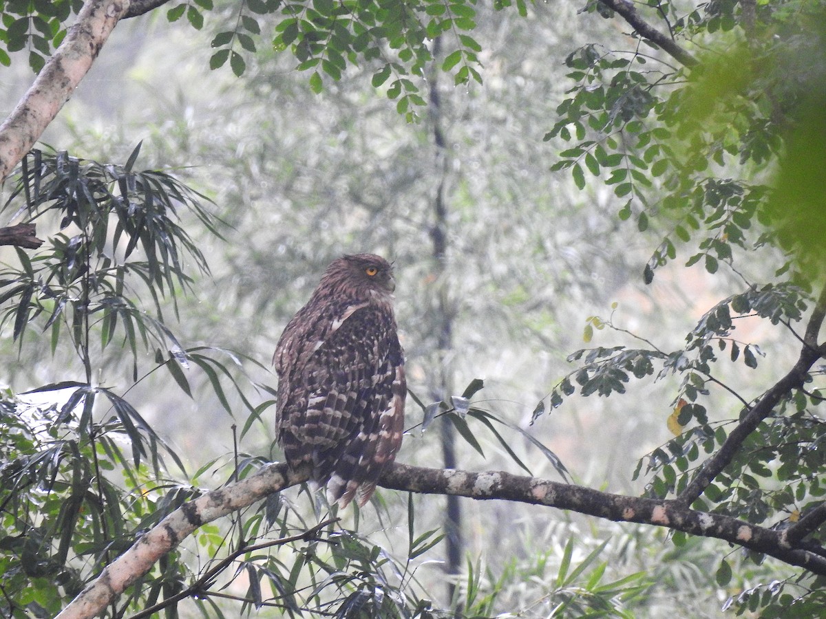 Brown Fish-Owl - ML623476641