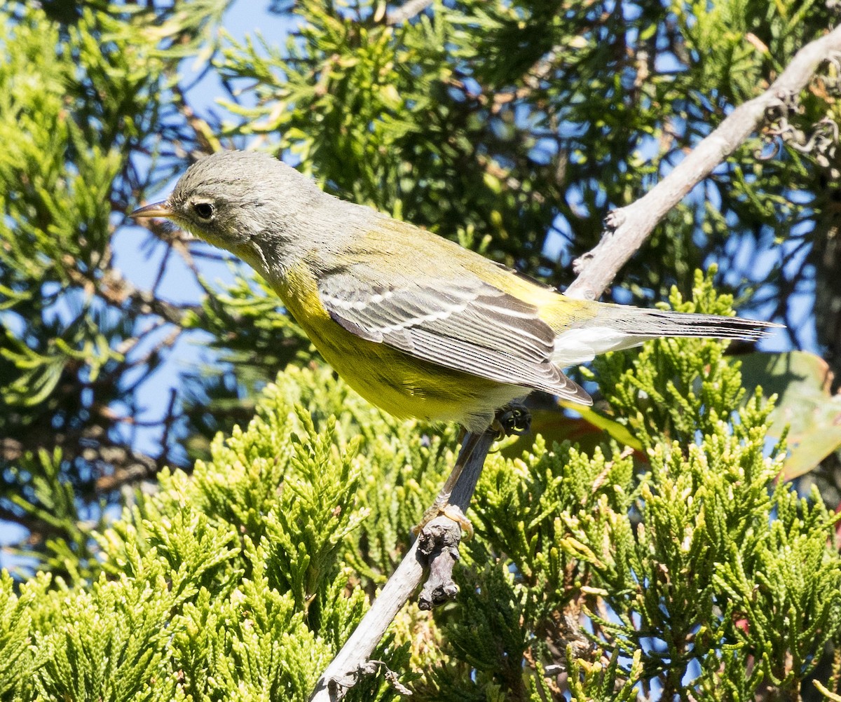 Magnolia Warbler - ML623476652