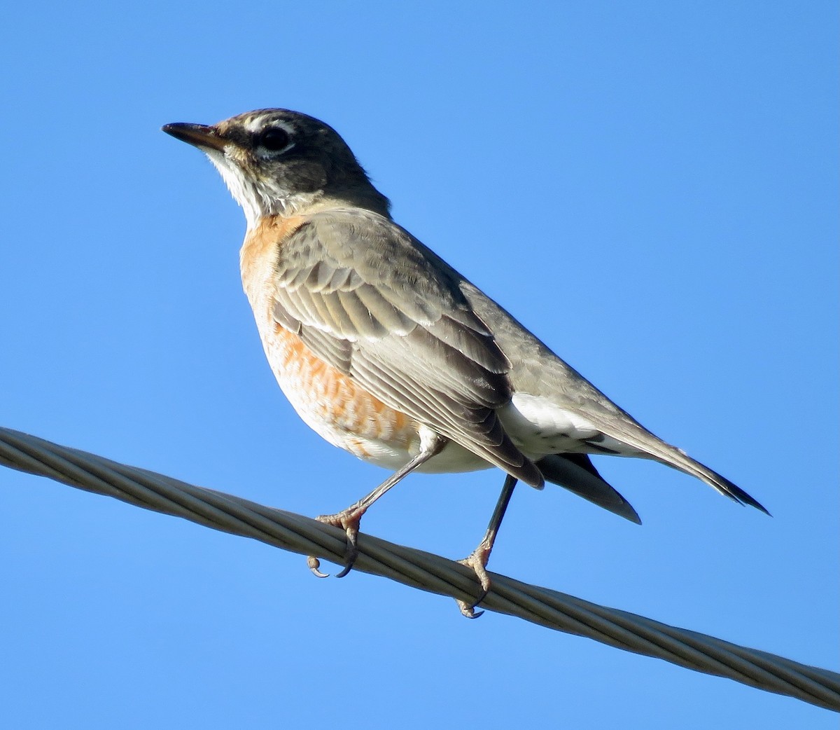 American Robin - ML623476757