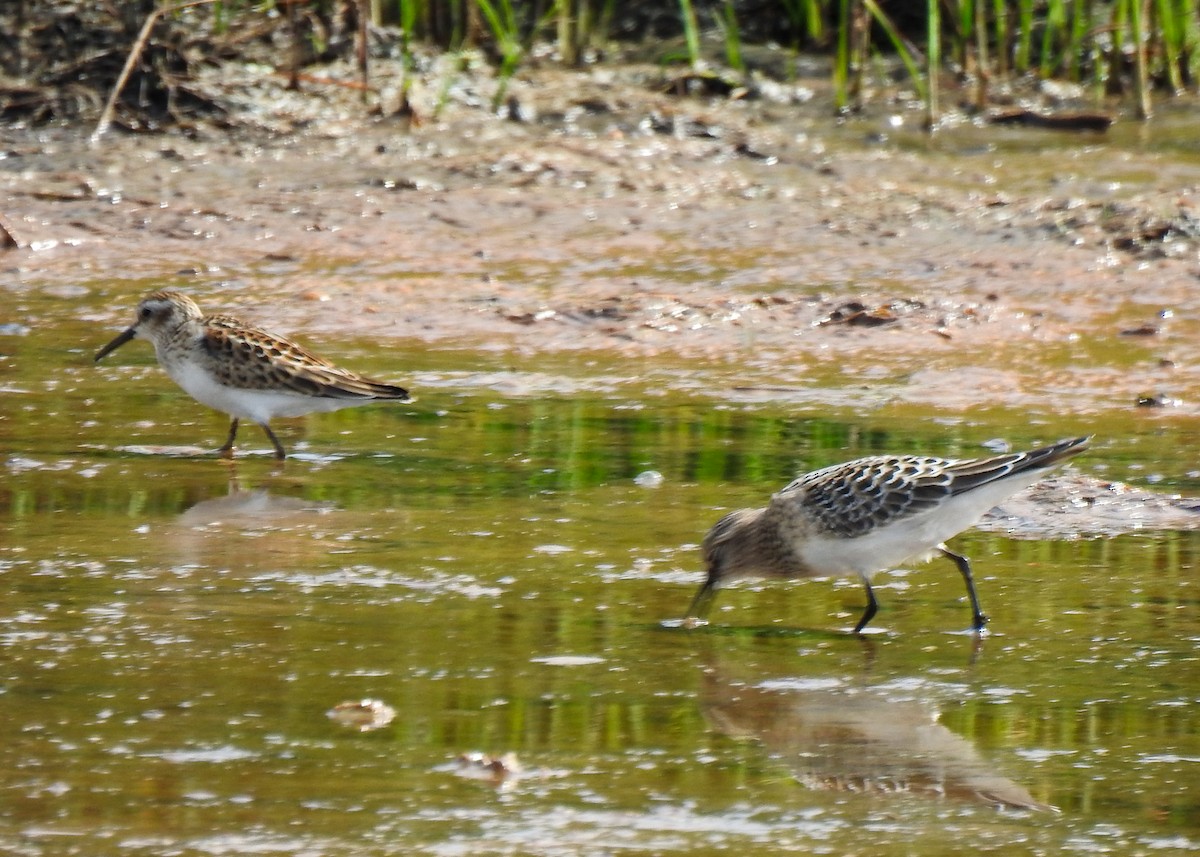 Baird's Sandpiper - ML623476789