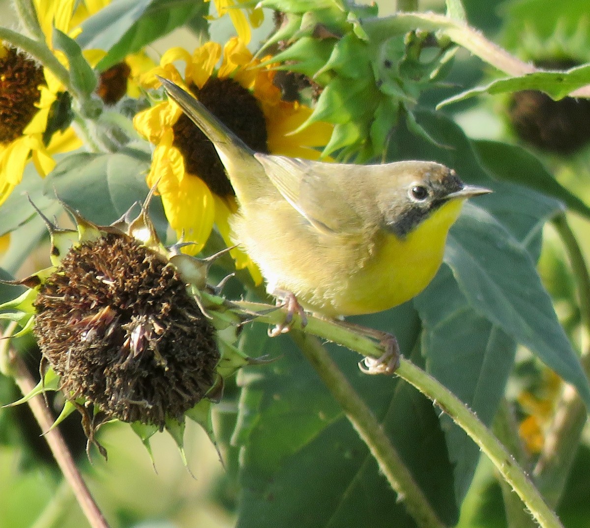 Common Yellowthroat - ML623476807