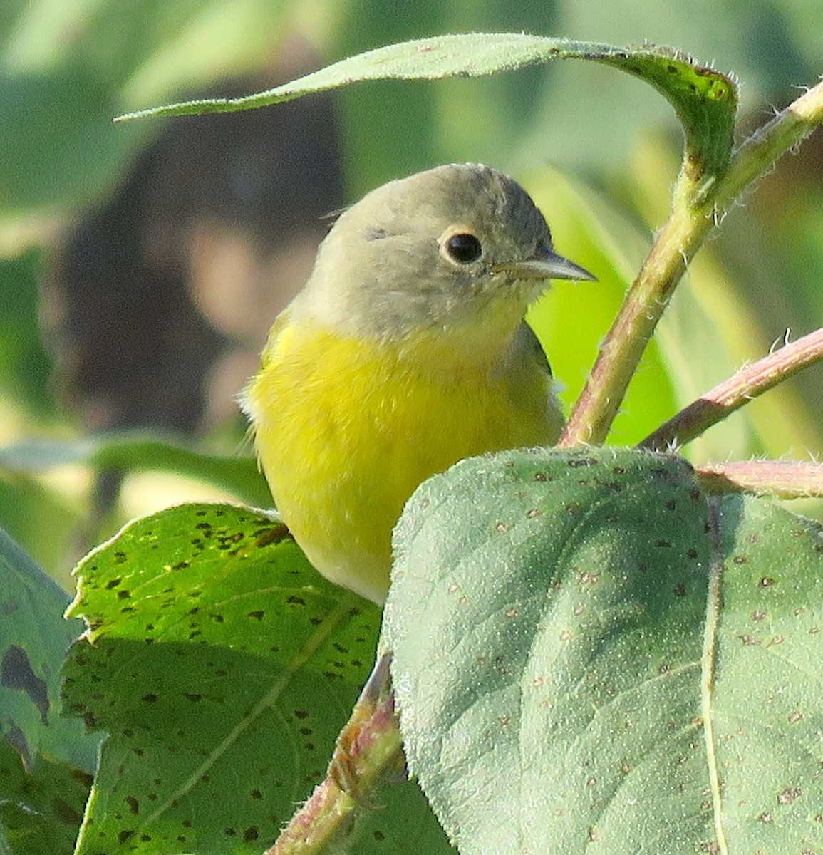 Nashville Warbler - ML623476810