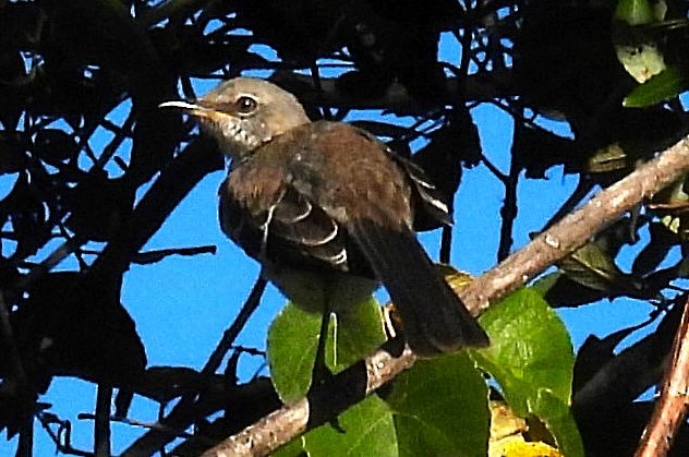 Northern Mockingbird - ML623476812