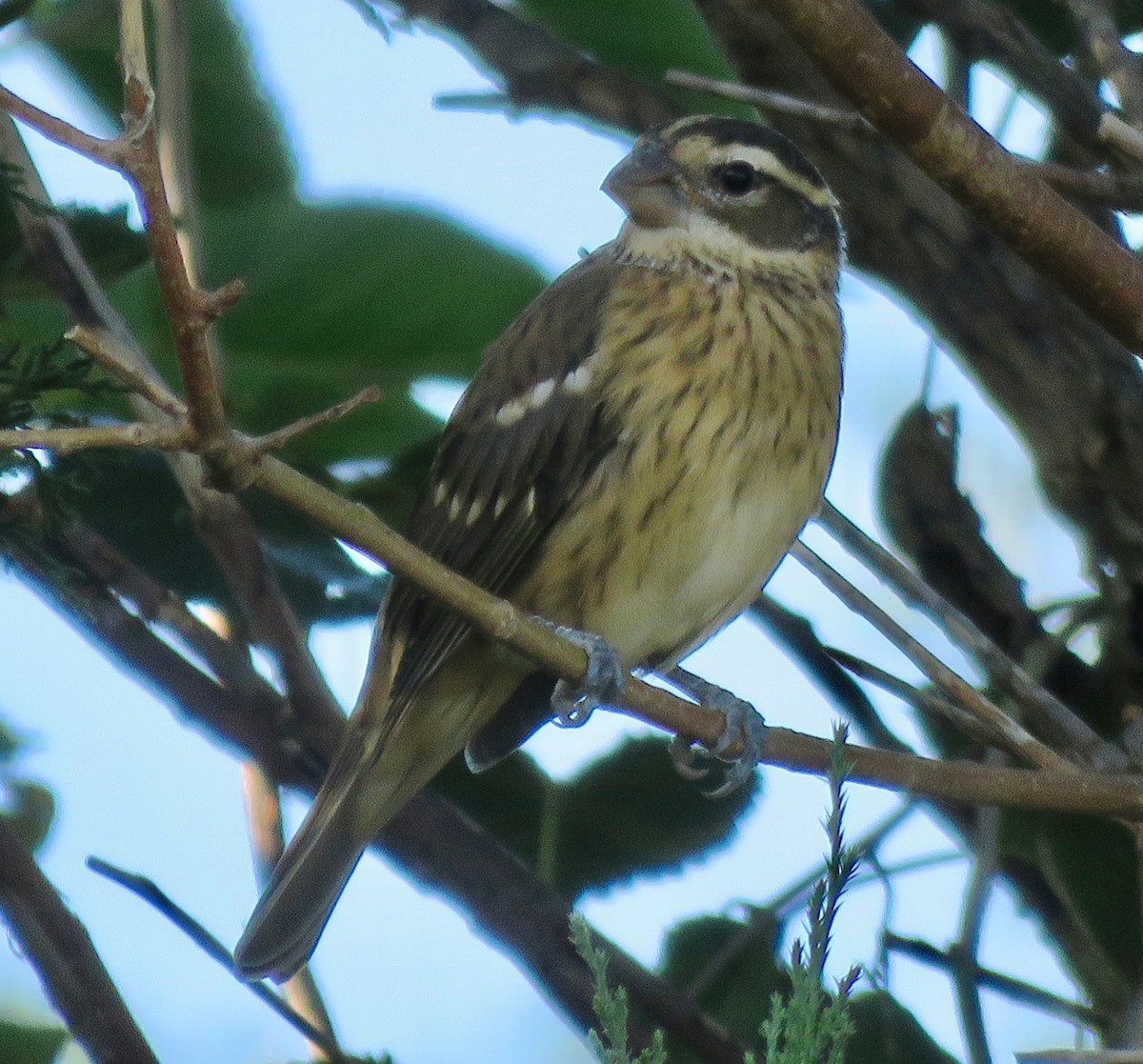 Rose-breasted Grosbeak - ML623476819