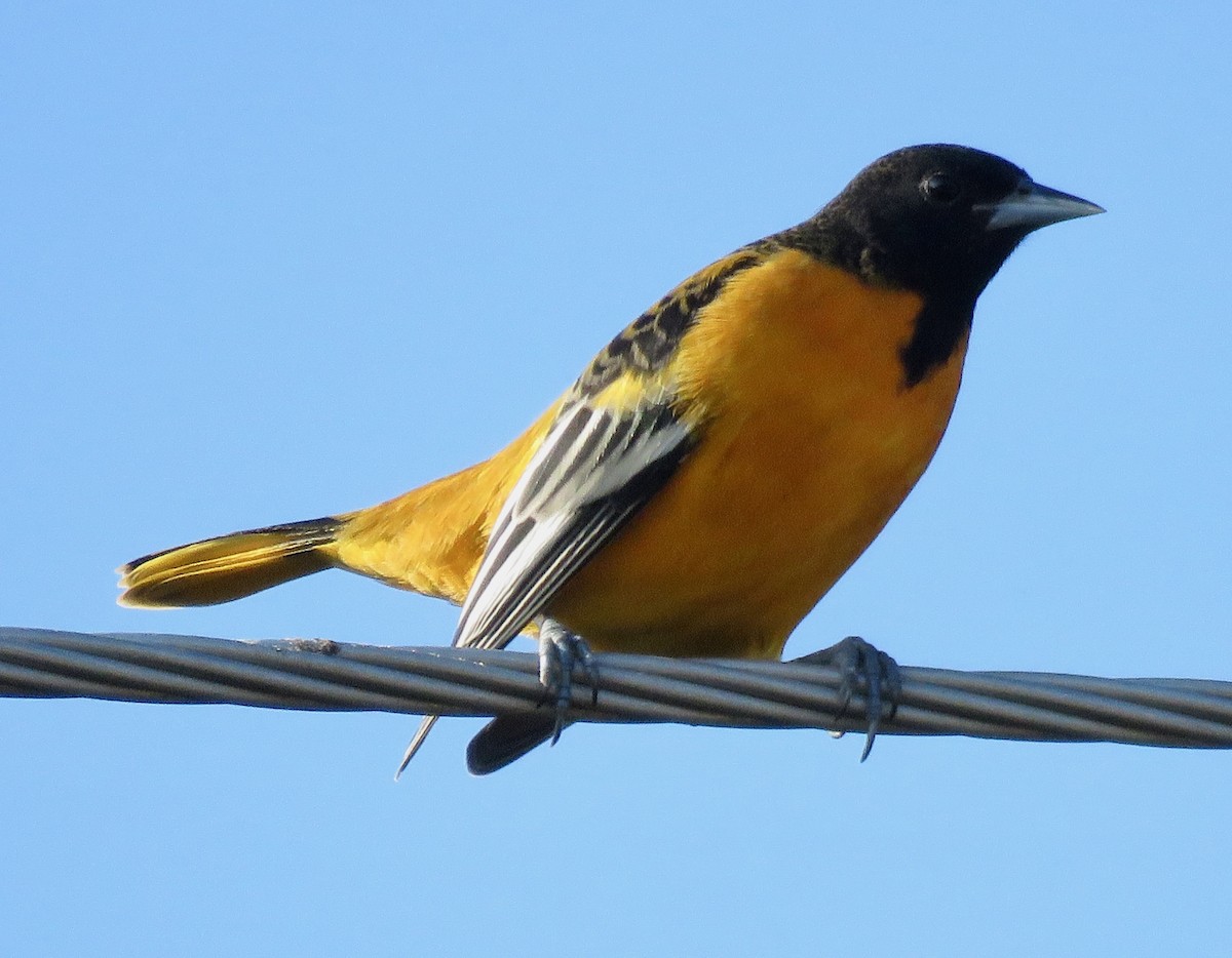 Baltimore Oriole - ML623476899