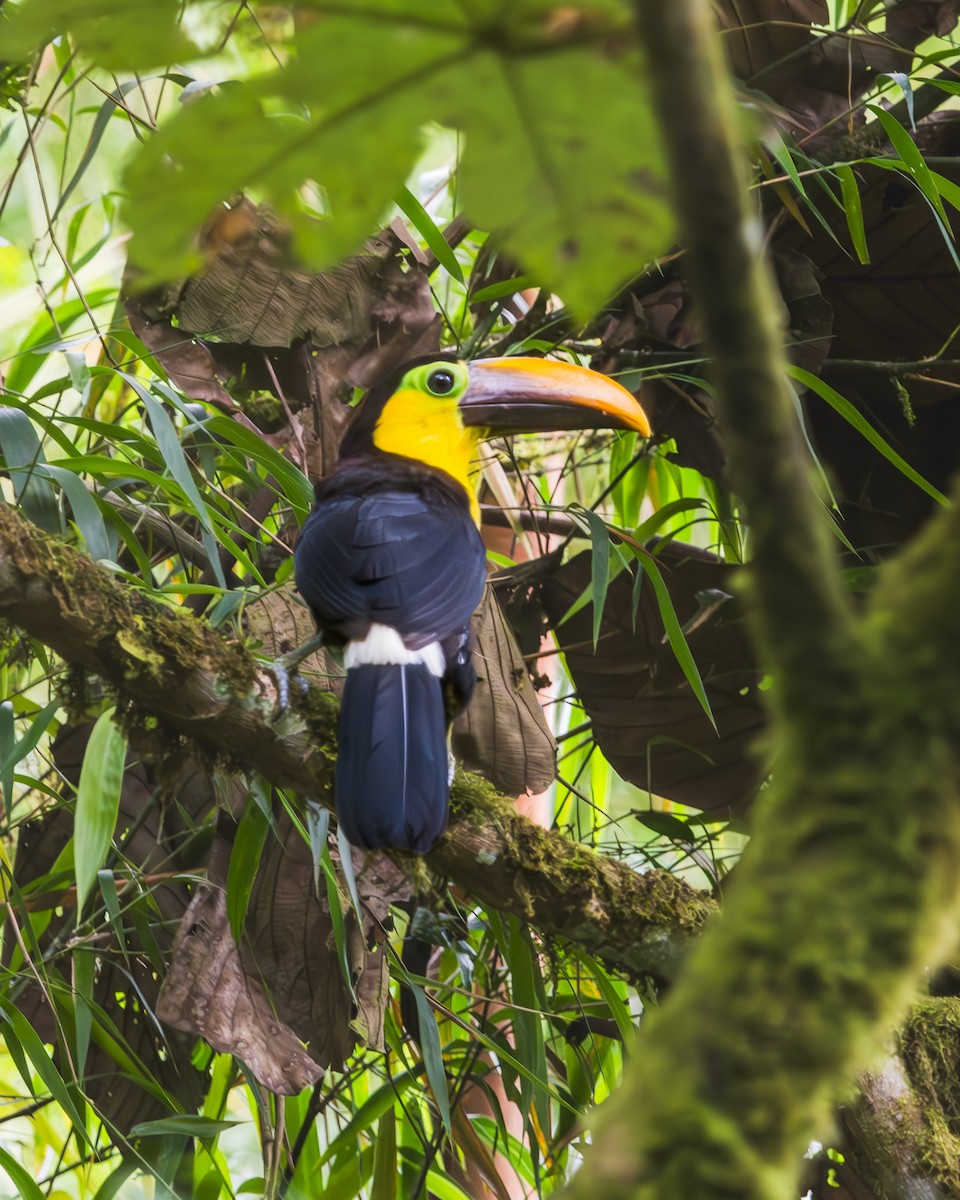 Yellow-throated Toucan - ML623476920
