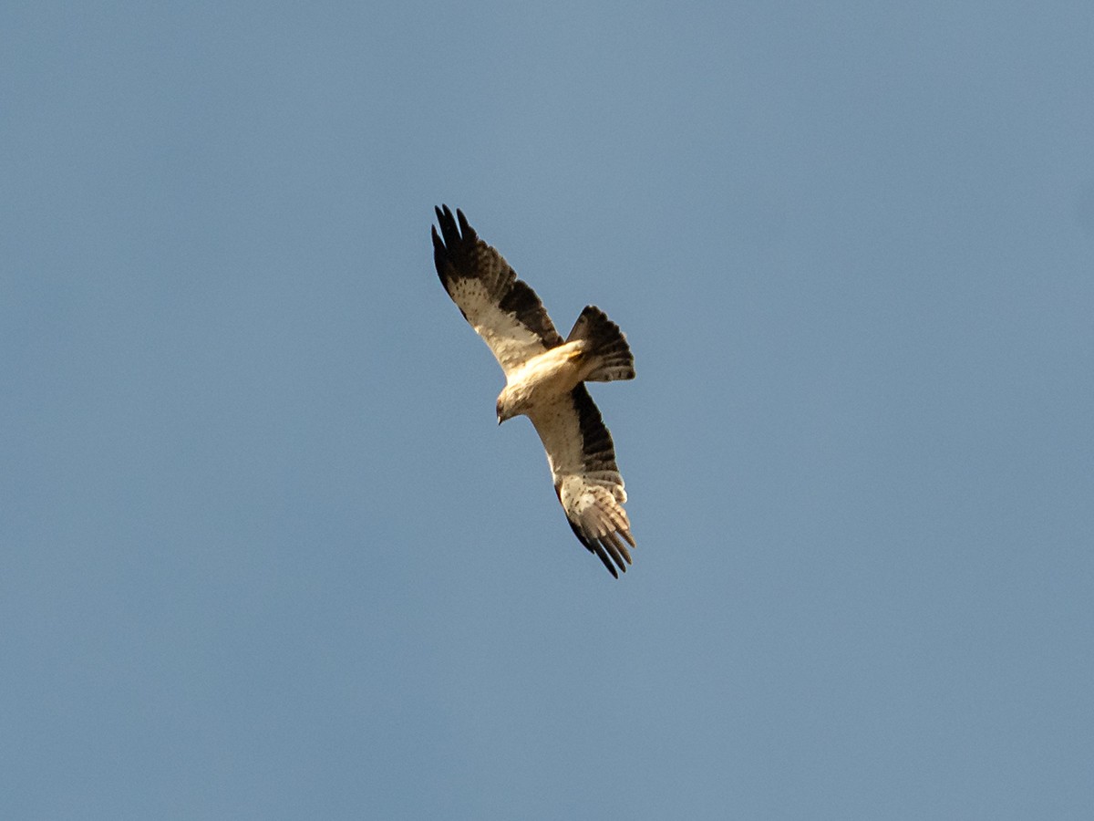 Бахим бүргэд - ML623476940