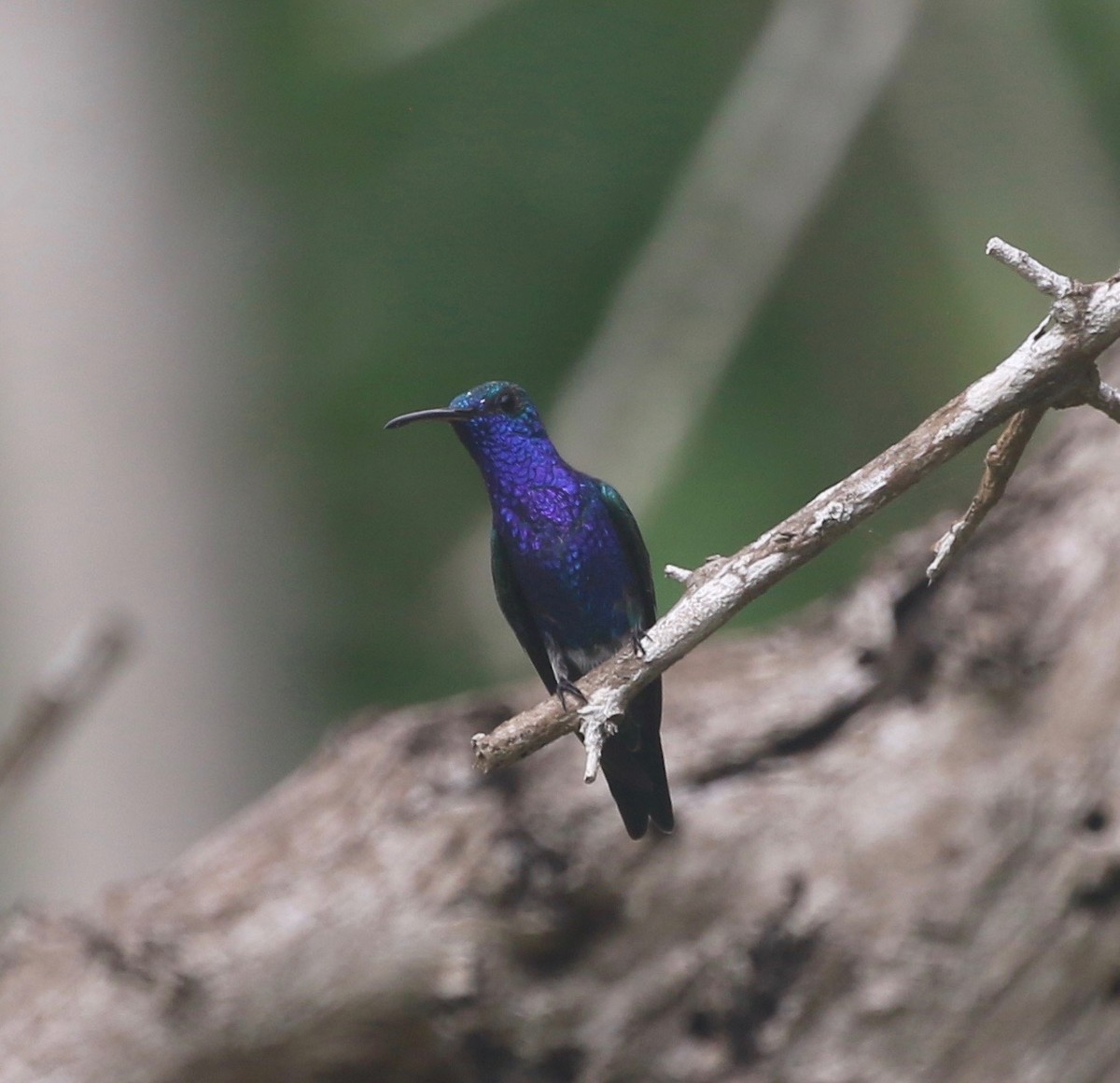 Sapphire-bellied Hummingbird - ML623476949