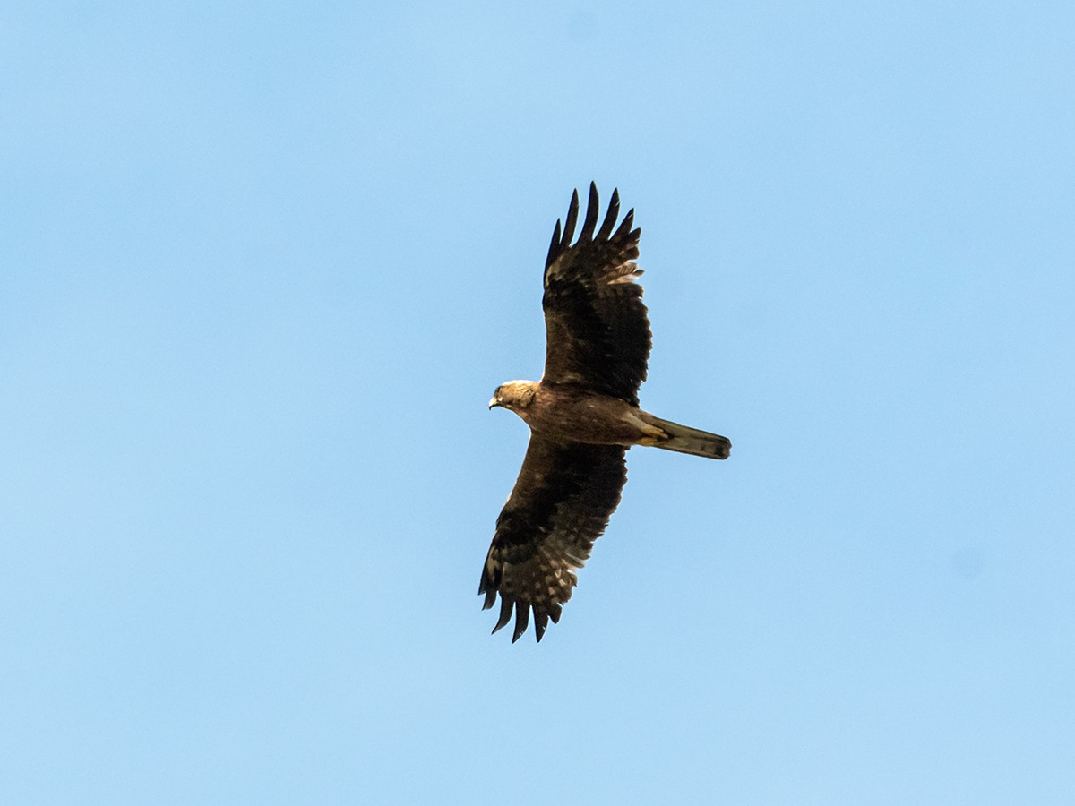 Бахим бүргэд - ML623476950