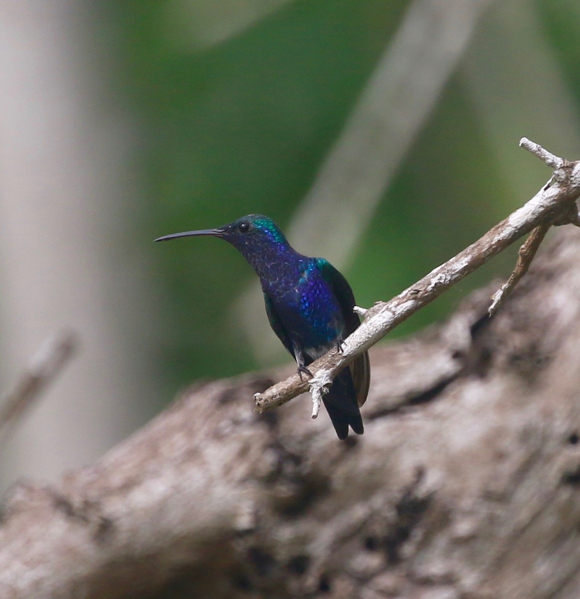 Sapphire-bellied Hummingbird - ML623476952