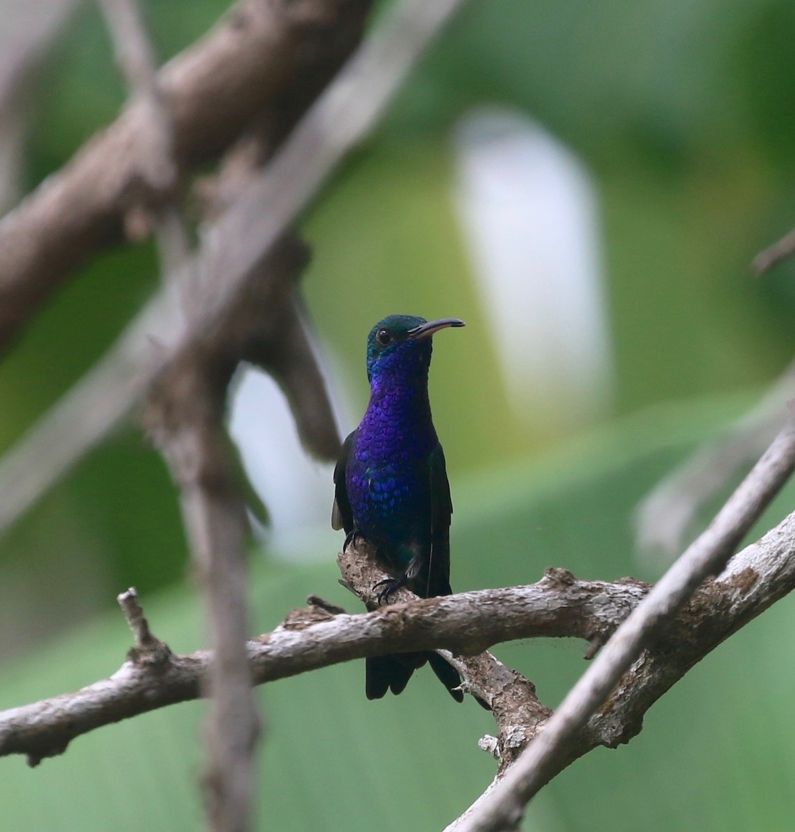 Sapphire-bellied Hummingbird - ML623476953