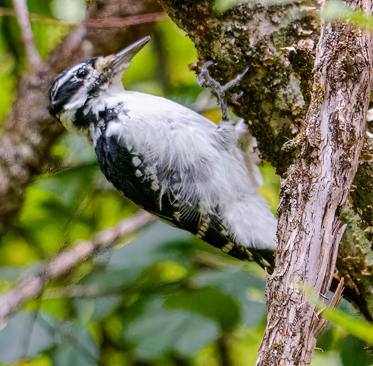 Hairy Woodpecker - ML623476954