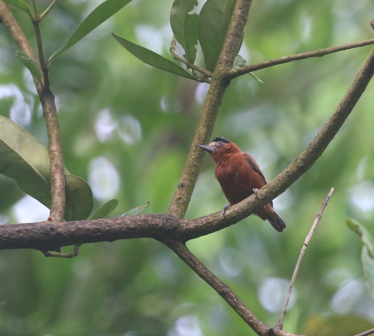 Chestnut Piculet - ML623476963