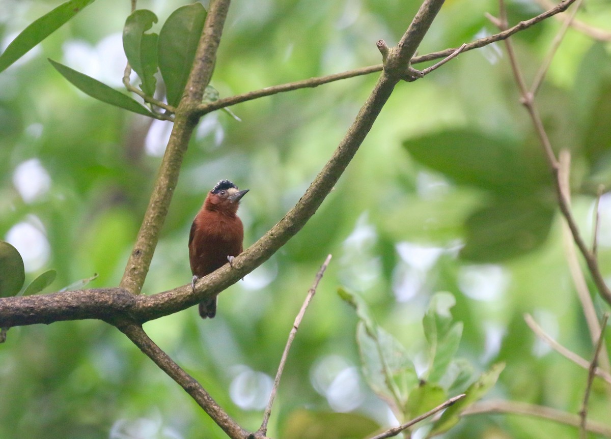 Chestnut Piculet - ML623476965