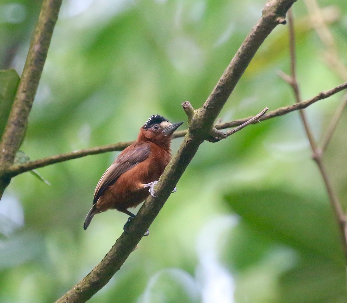 Chestnut Piculet - ML623476969