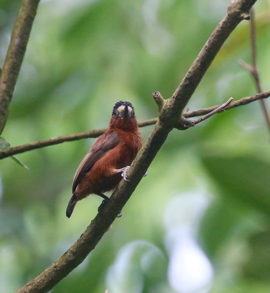 Chestnut Piculet - ML623476970