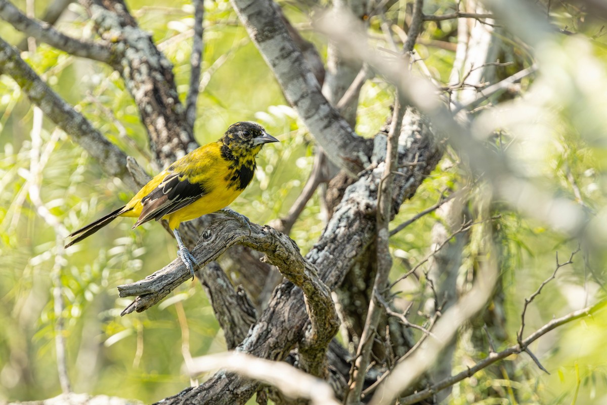 Turpial de Audubon - ML623476983